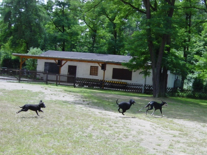 Evi, Hanka, Mitraa
